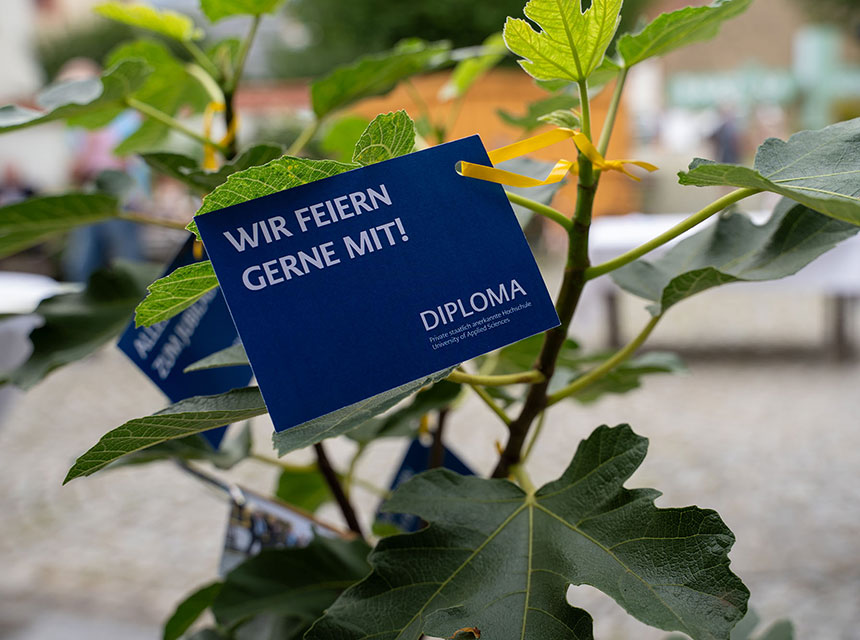 Ein Feigenbaum als Glückwunsch zum 20-jährigen Jubiläum