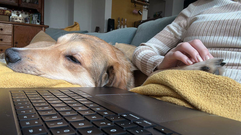 Charly &amp; Jupp – Ein unschlagbares Duo: Ein treuer Hund, der gemeinsam mit seinem Frauchen den hybriden Lernalltag meistert.