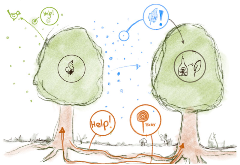 Menili übersetzt ökologische Zusammenhänge in eine anschauliche Bildsprache: Die Skizze zeigt exemplarisch, wie im Studium komplexe Inhalte so verdichtet werden, dass daraus ein verständliches und visuell tragfähiges Vermittlungskonzept entsteht.