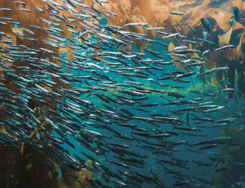 Vielfalt unter der Wasseroberfläche: Marine Ökosysteme sind Lebensräume voller Dynamik – und zentrale Themen der Kampagnenarbeit im Social Design Projekt.
