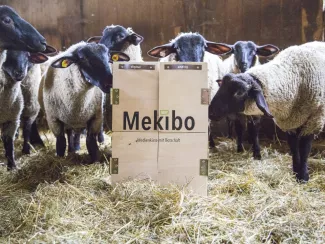 Holzkiste mit Aufschrift Mekibo in Schafstall, umgeben von Schafen.