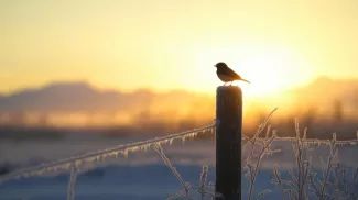 Vogel im Winter bei Sonnenaufgang